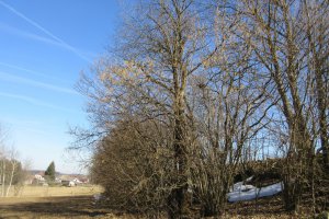 IMG_0832.JPG