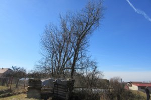 IMG_0836.JPG